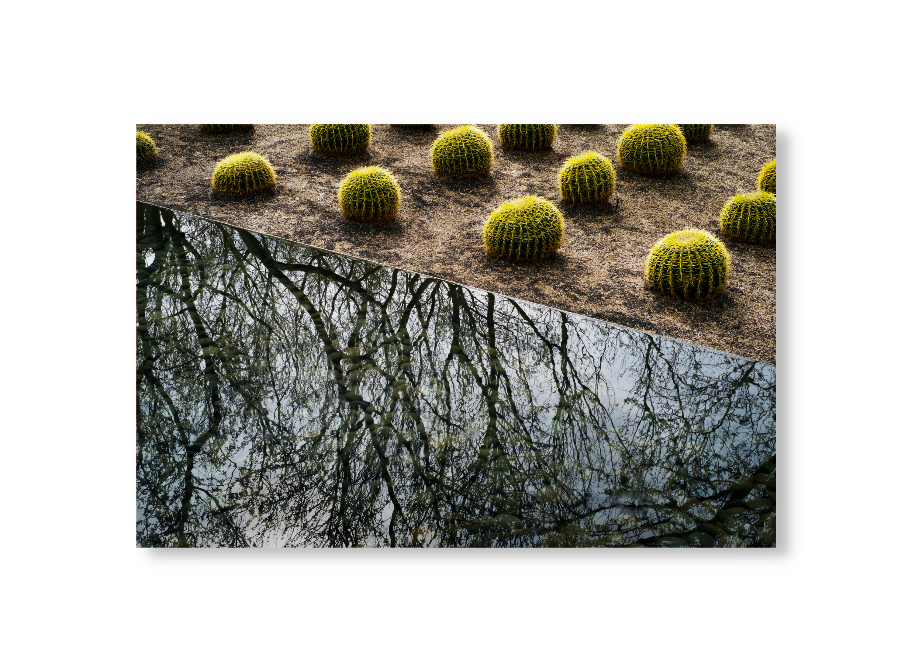 Cactus and Pool