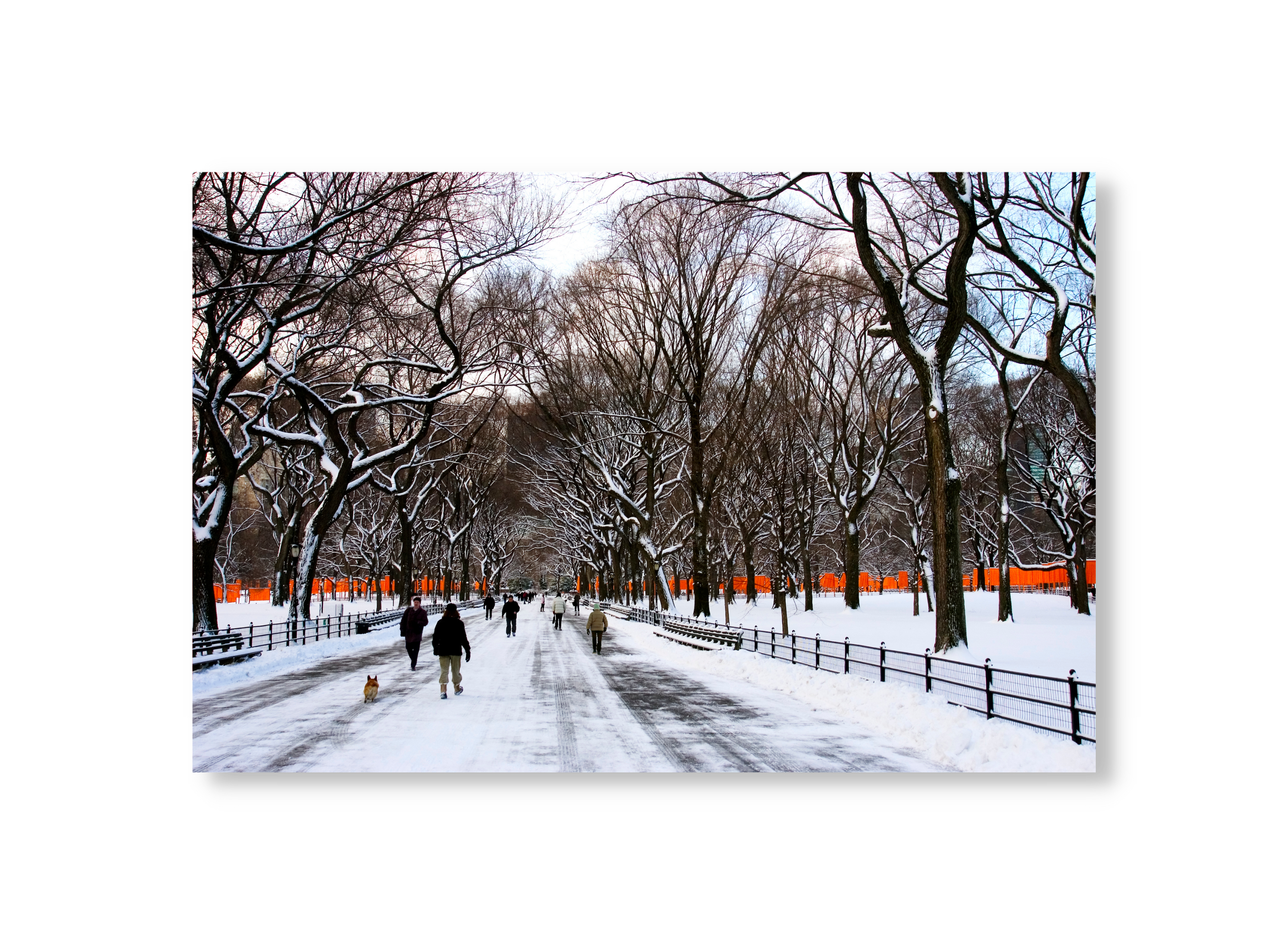 Central Park Snow and Christo's Gates