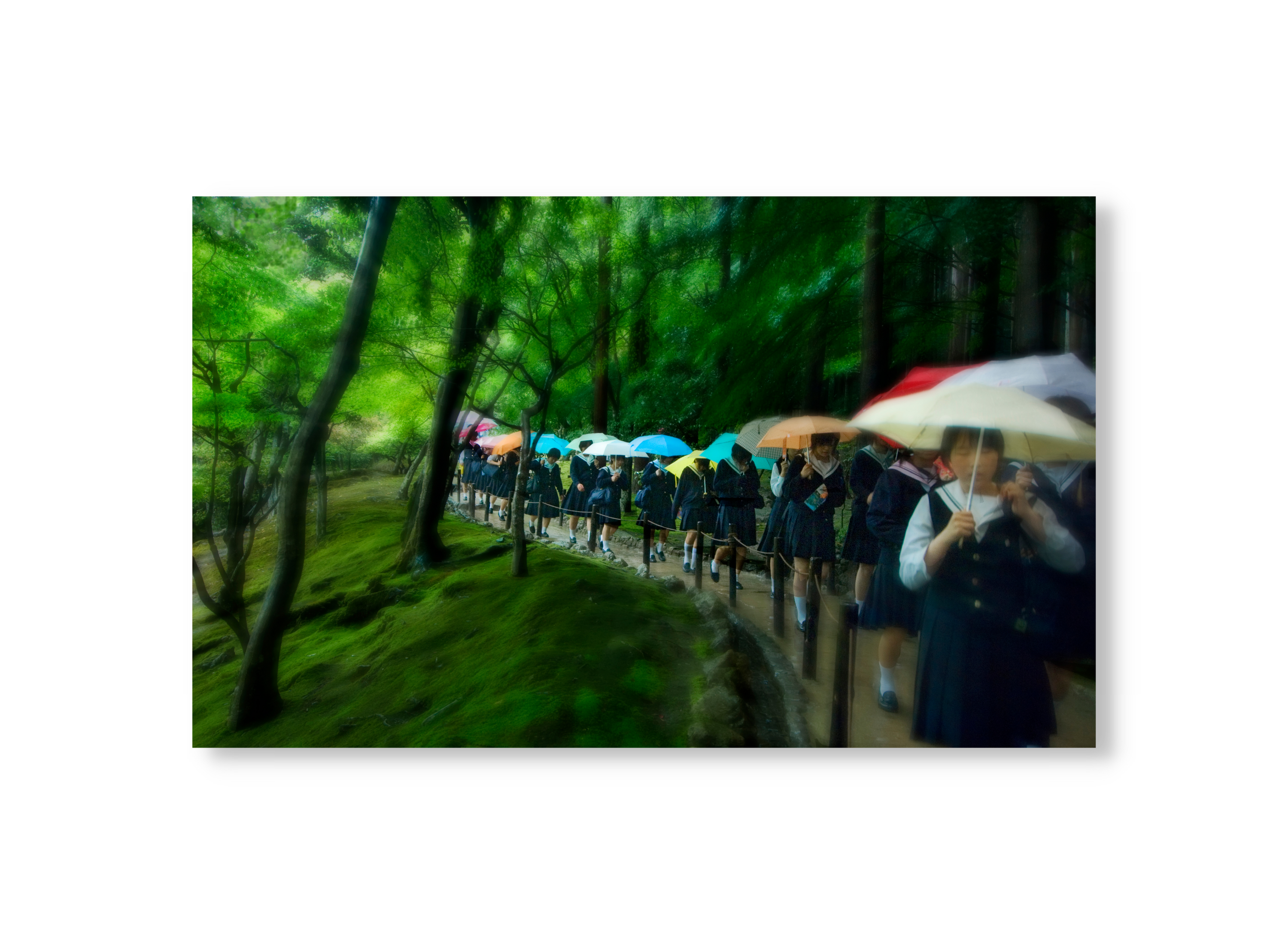 Japanese School Girls in Rain