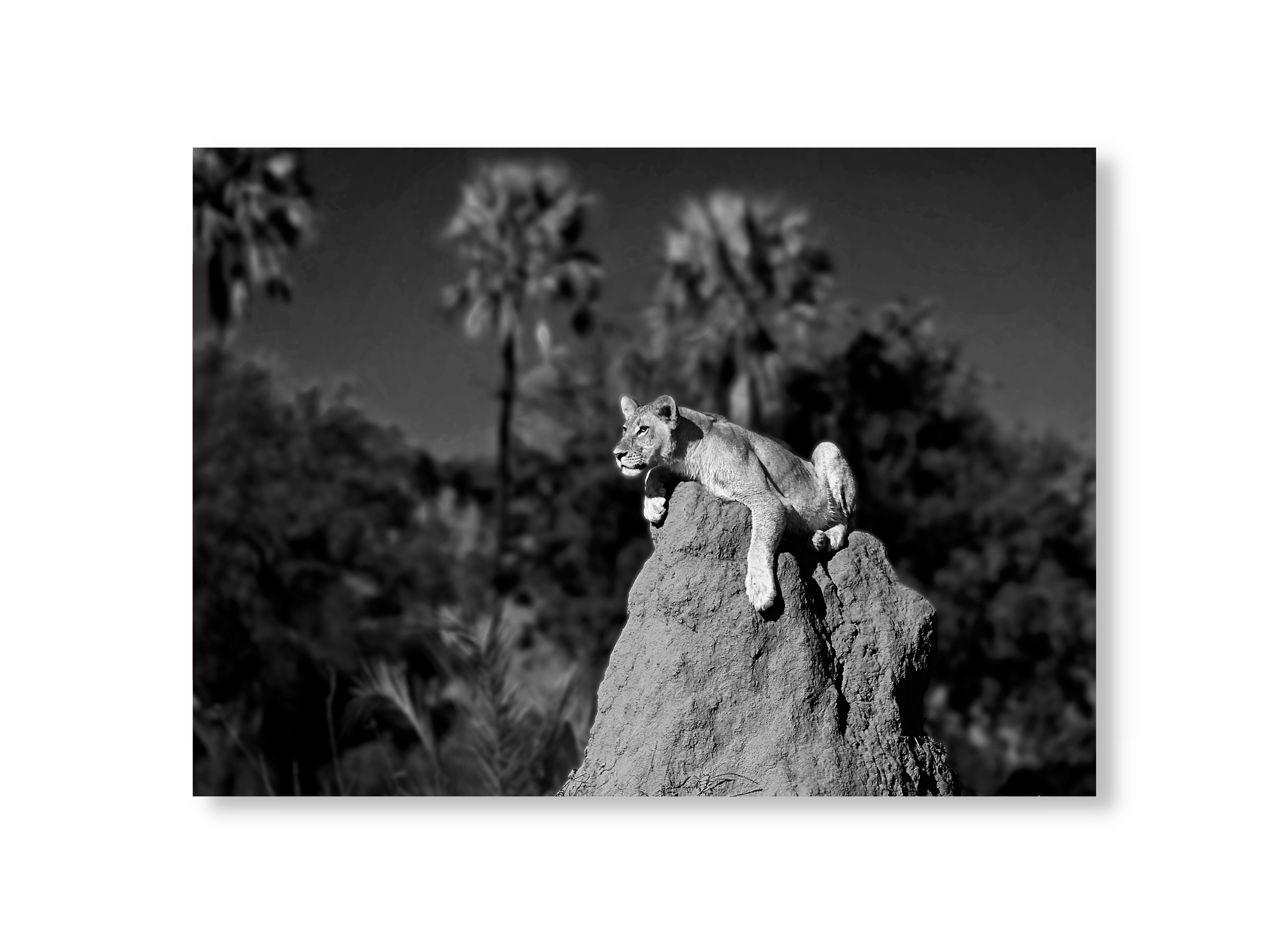 Lioness on Anthill