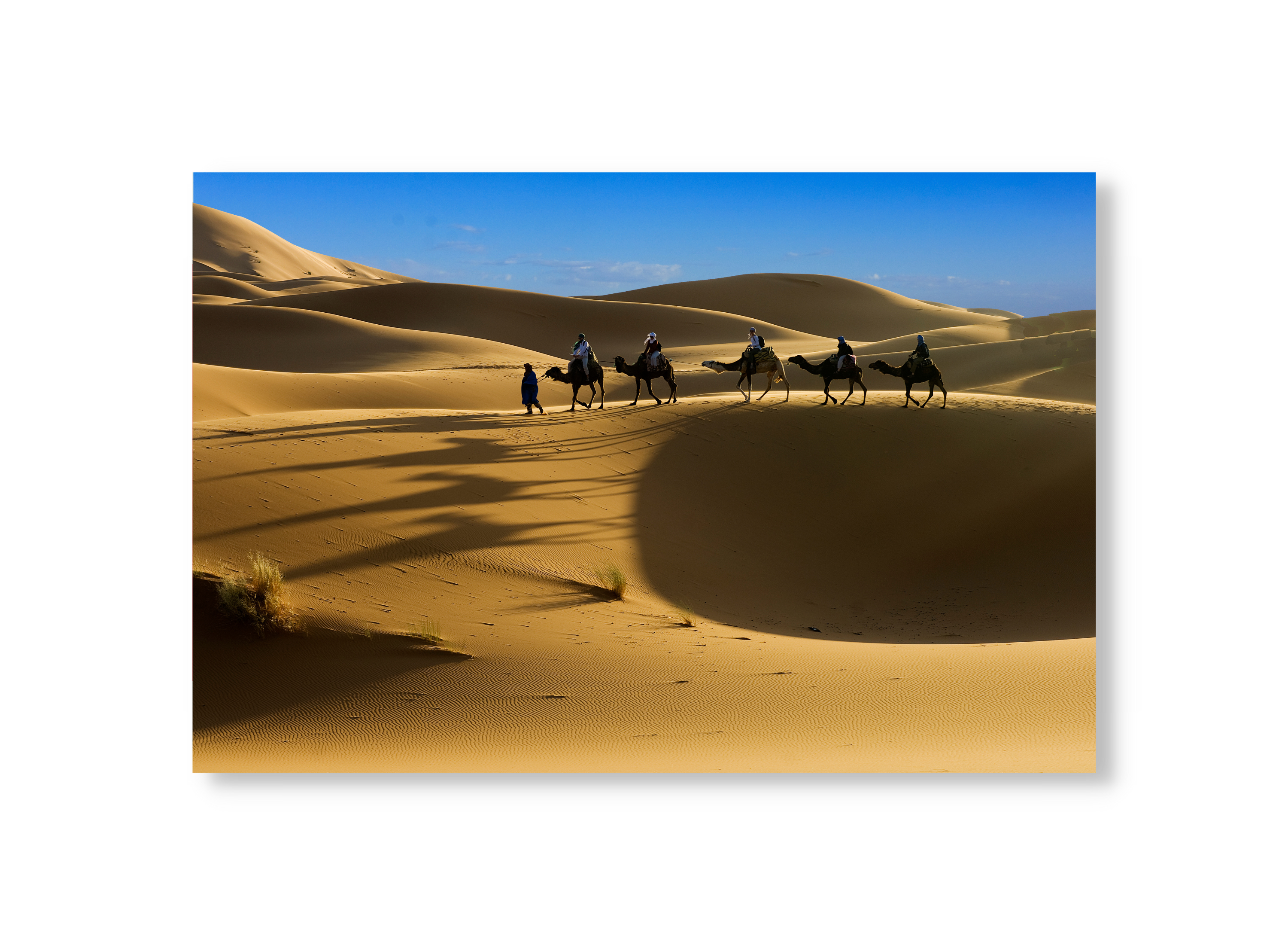 Moroccan Camels