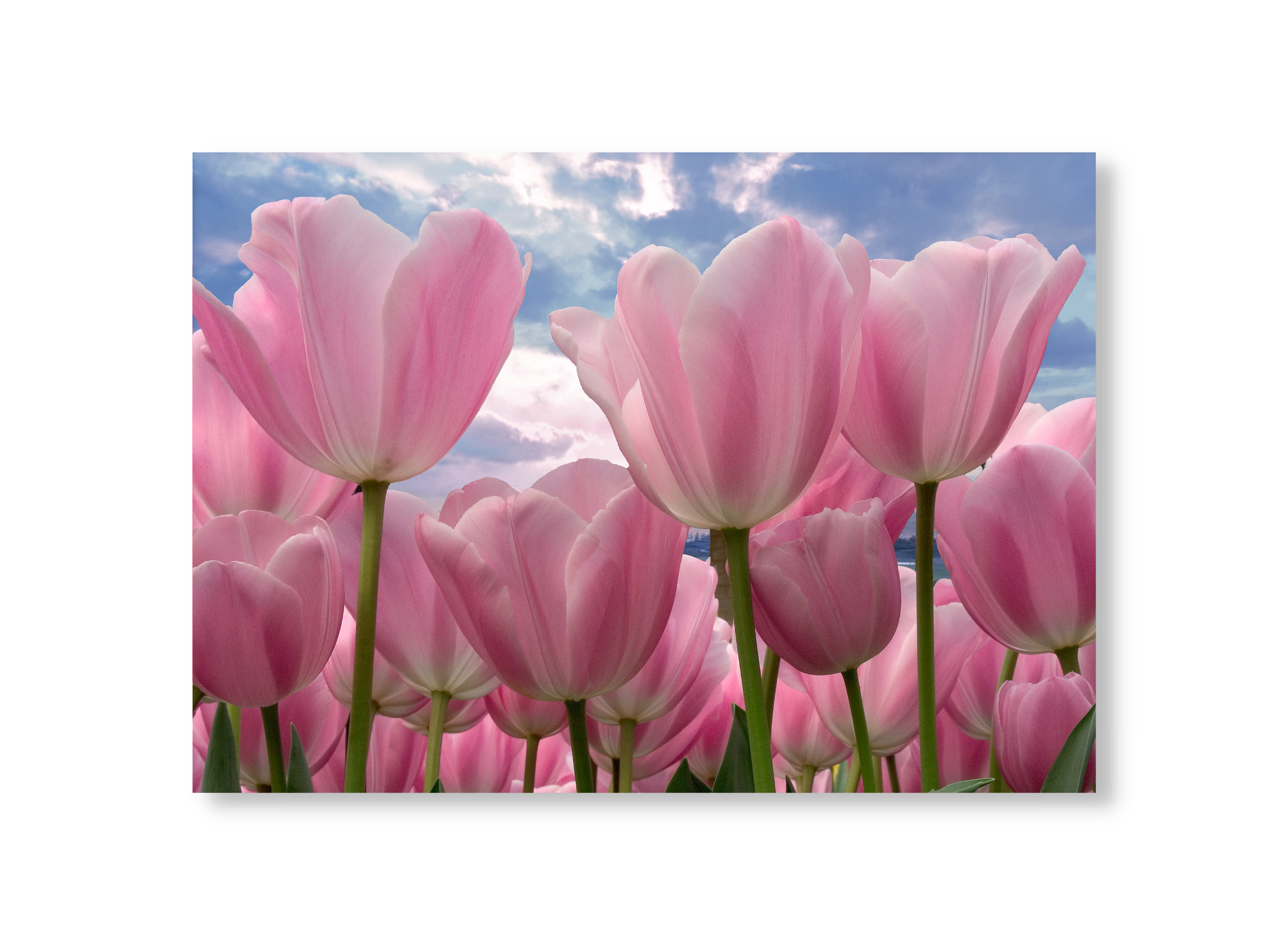 Pink Tulips