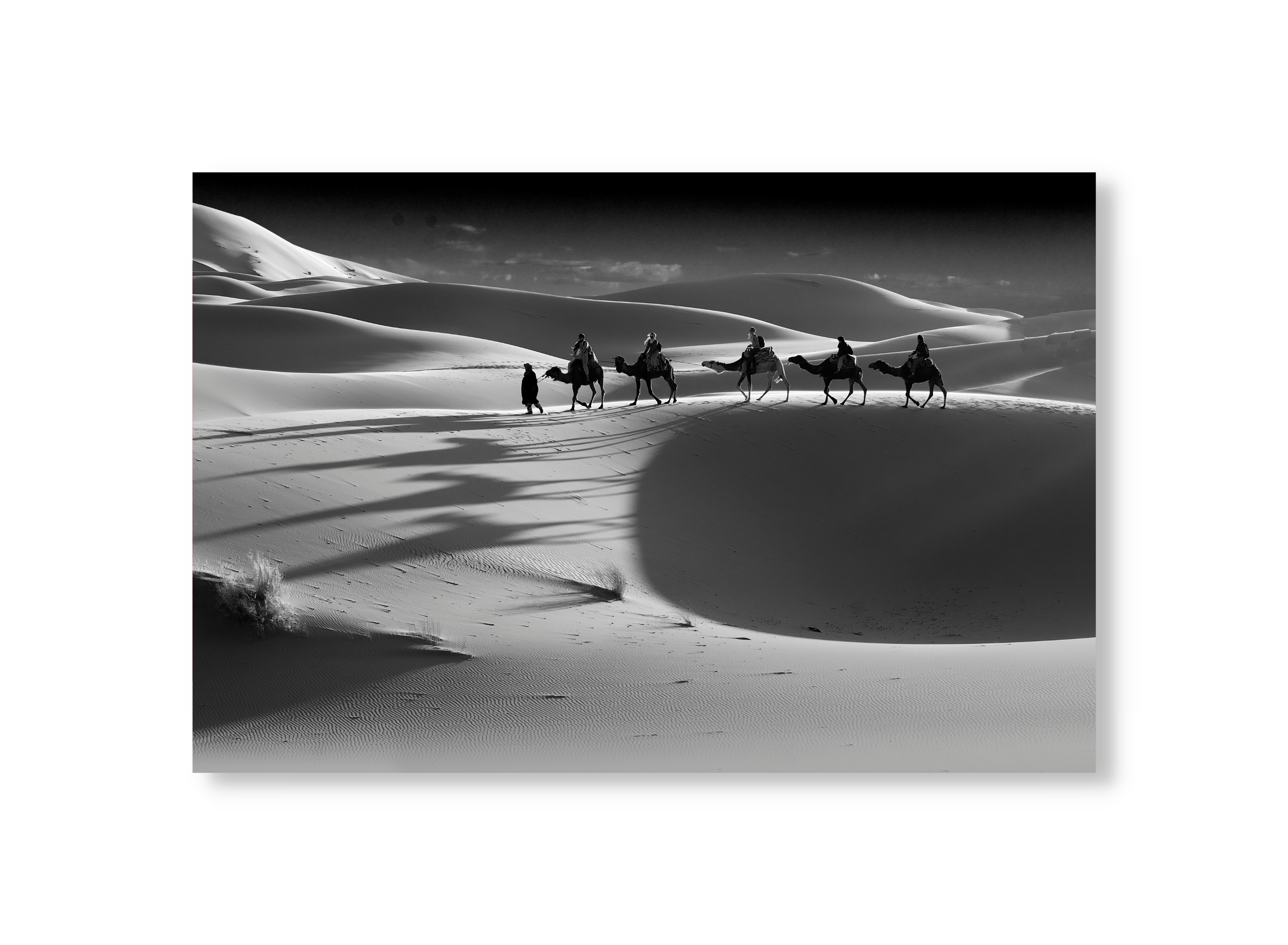 Sahara Camels