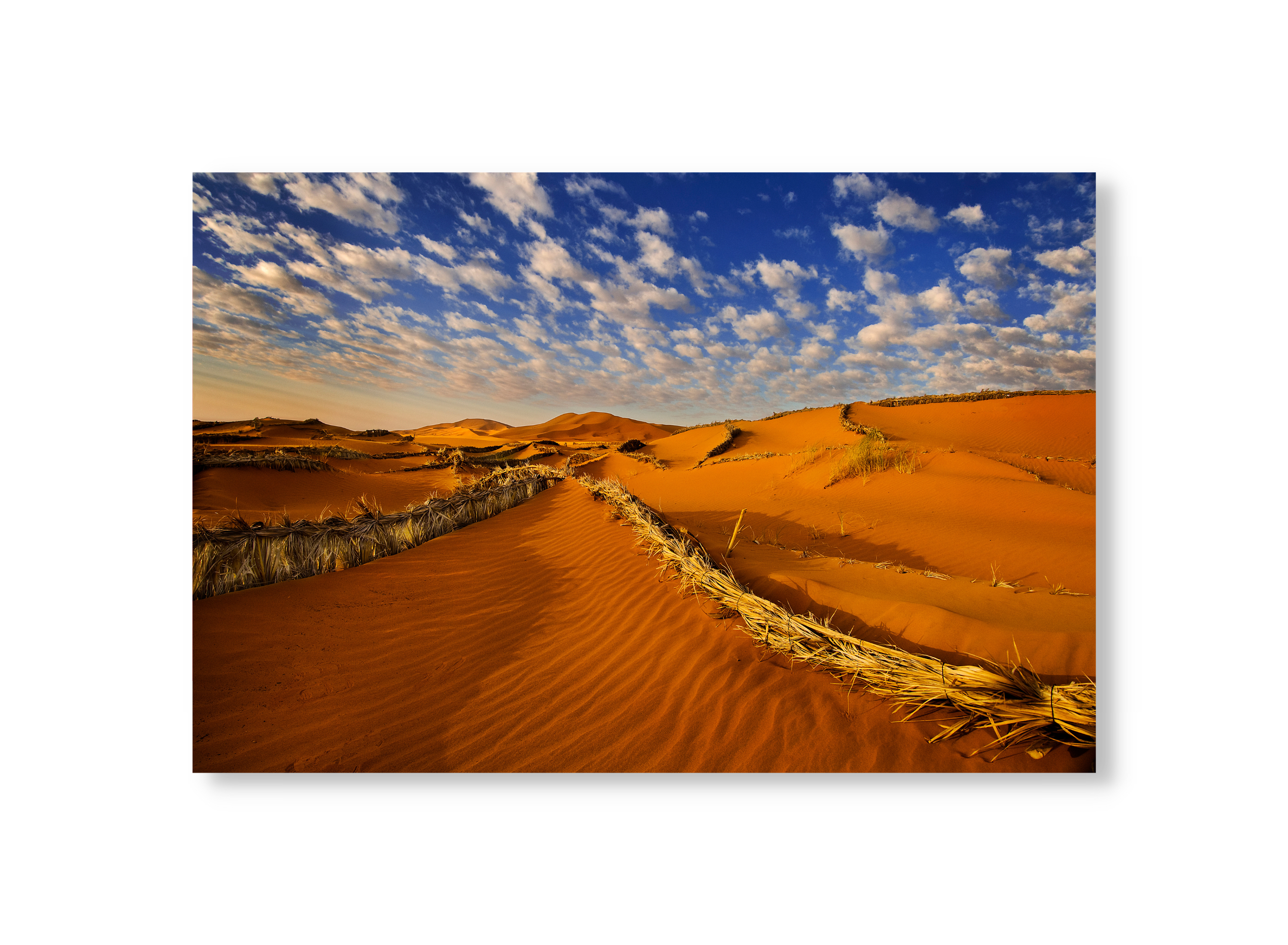 Sahara Sand Burms