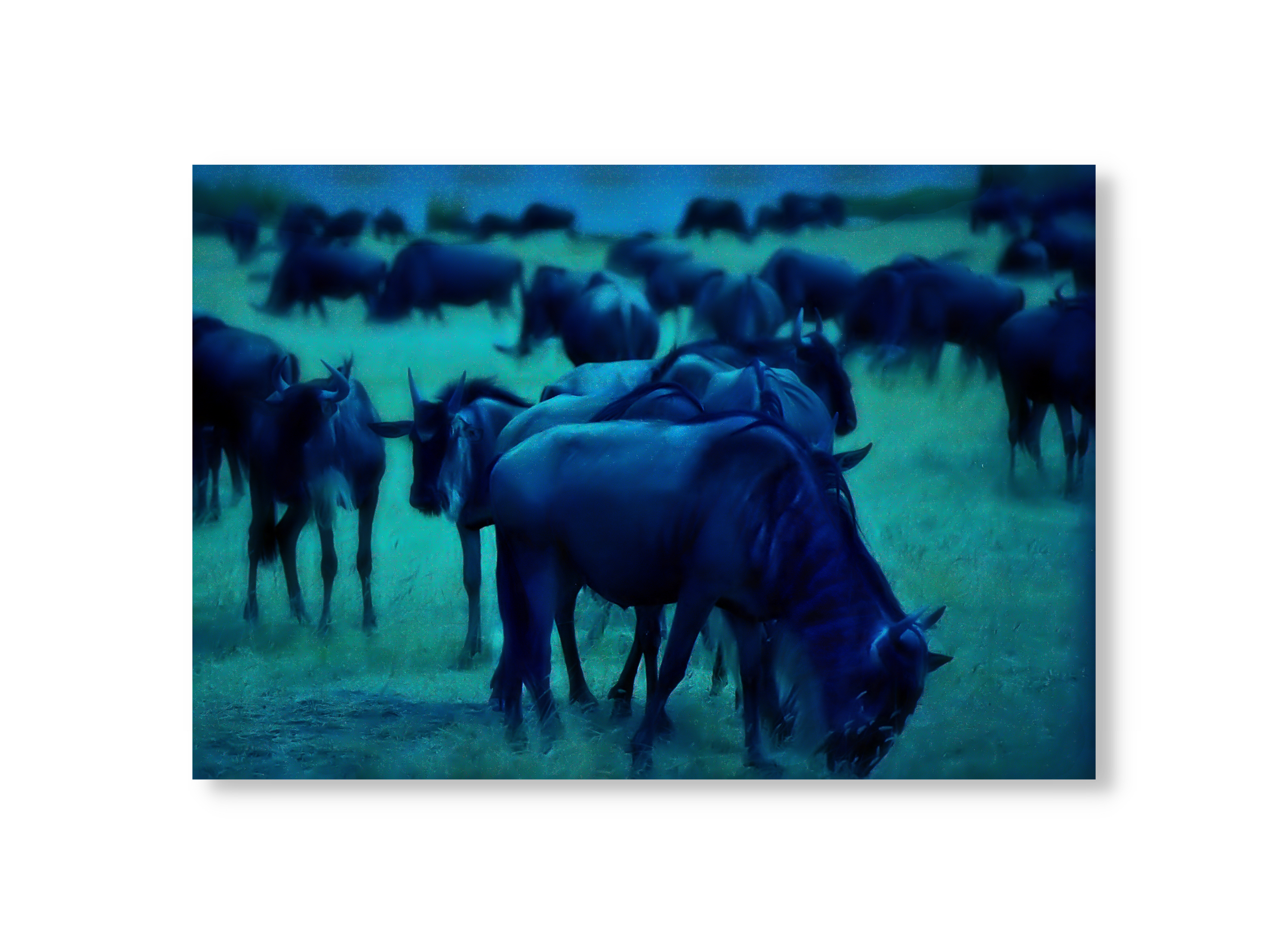 Wildebeast Herd